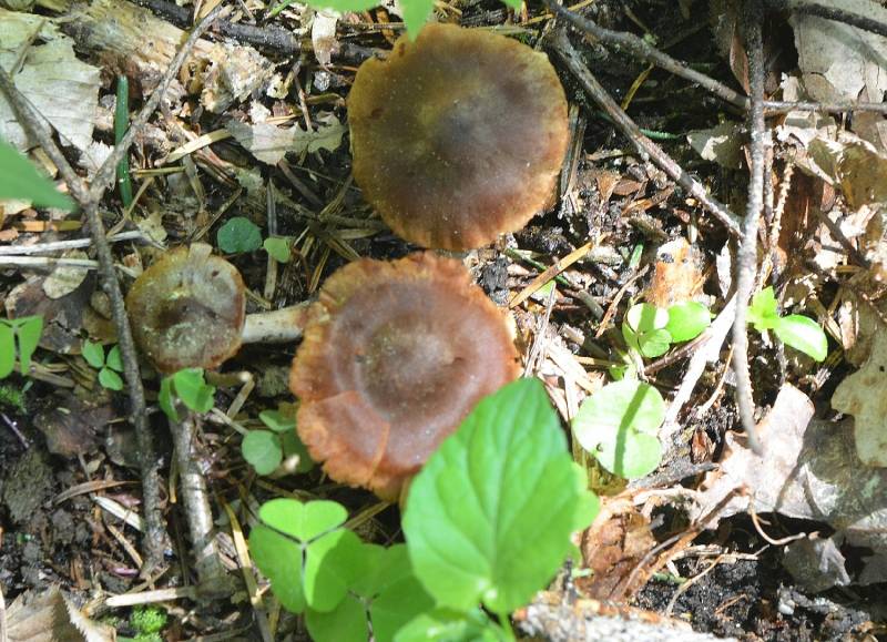 Cortinarius vernalis