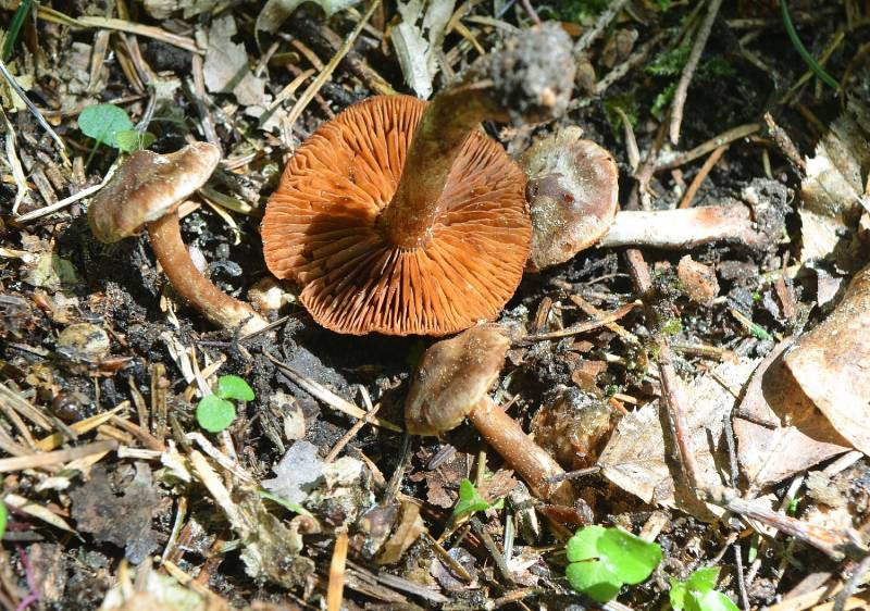 Cortinarius vernalis