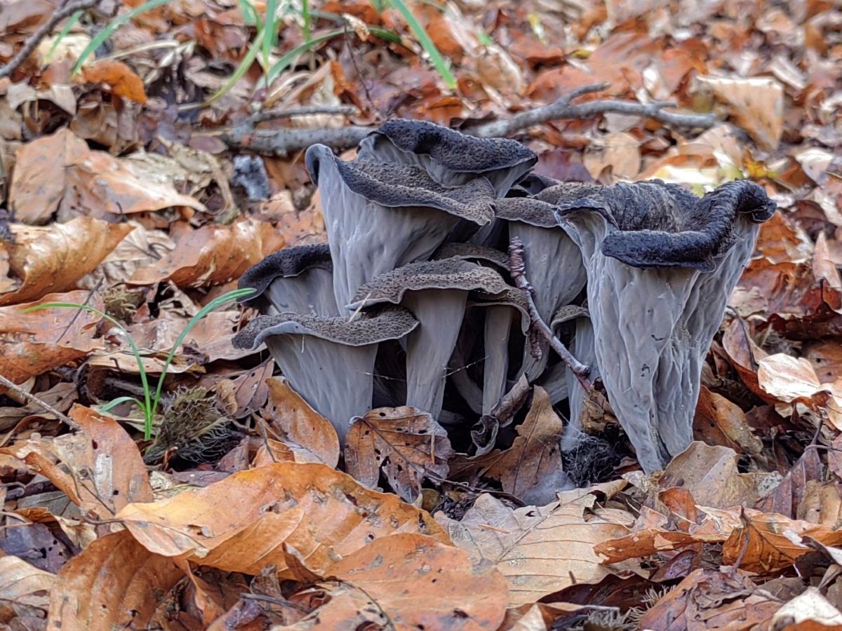 Craterellus cornucopioides