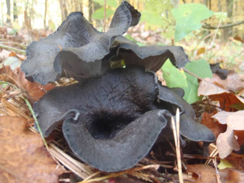 Craterellus cornucopioides