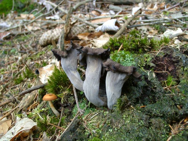 Craterellus cornucopioides