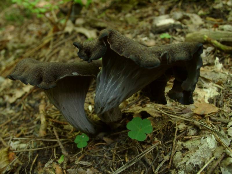 Craterellus cornucopioides