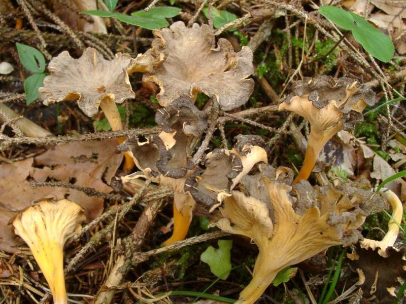 Craterellus lutescens