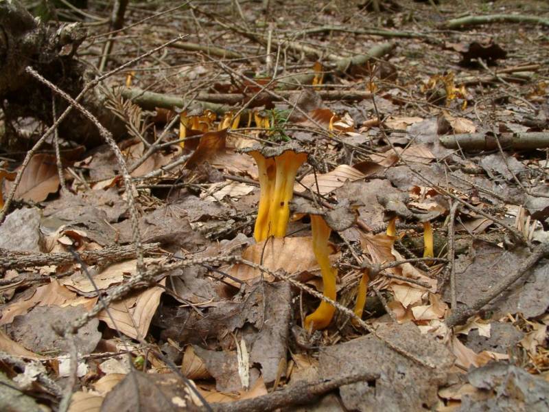 Craterellus lutescens