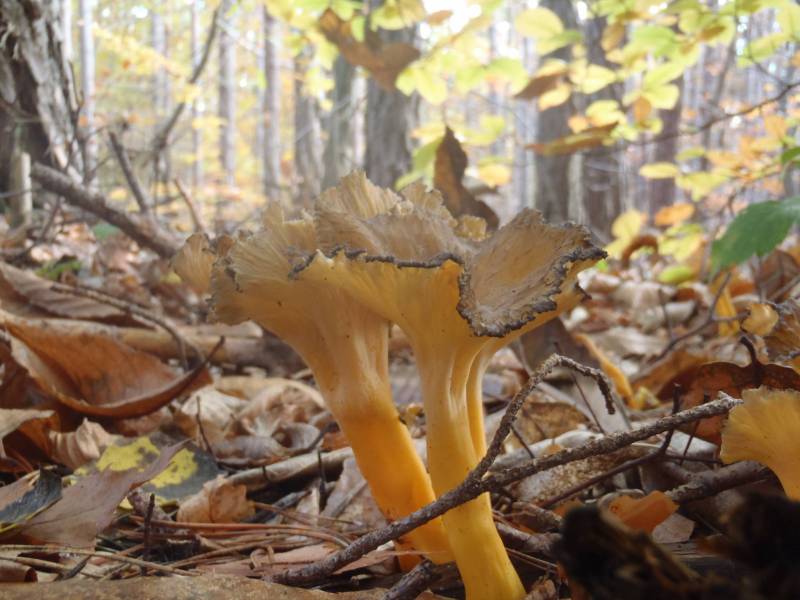 Craterellus lutescens