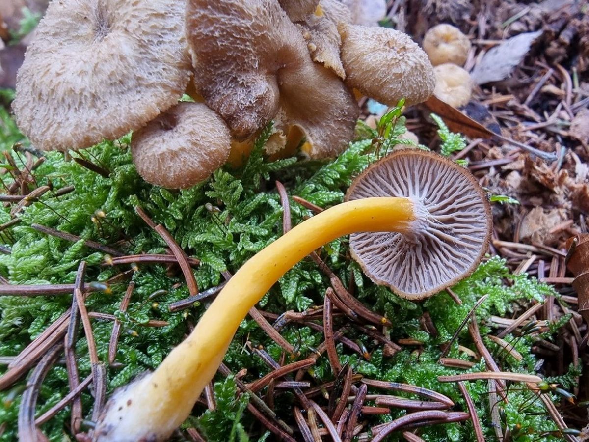 Craterellus tubaeformis