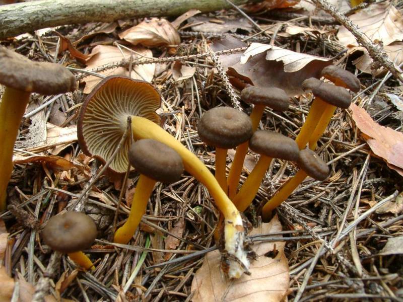 Craterellus tubaeformis