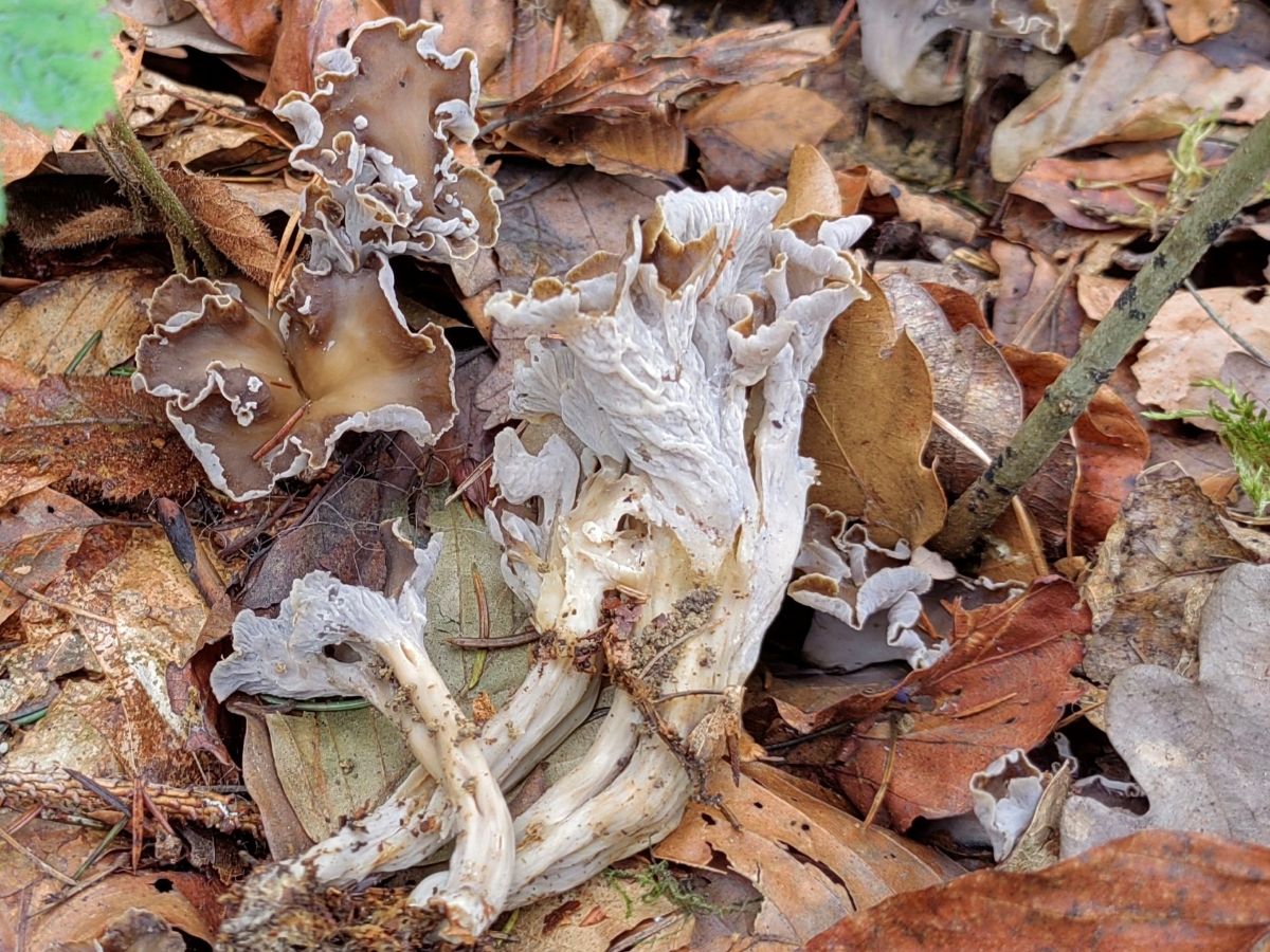 Craterellus undulatus