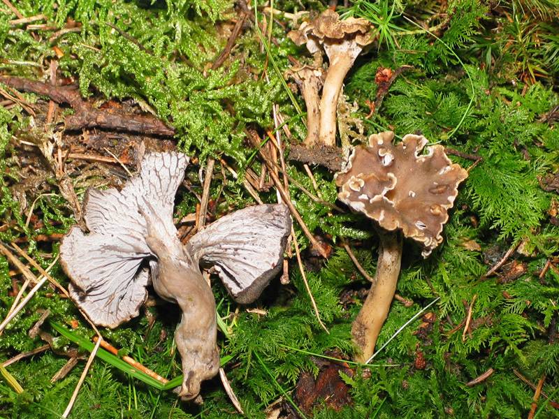 Craterellus undulatus