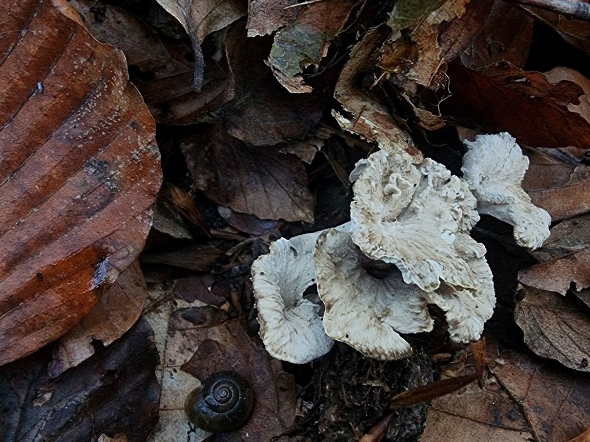 Craterellus undulatus