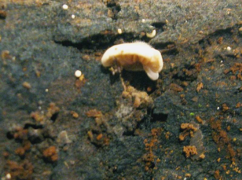 Crepidotus cesatii