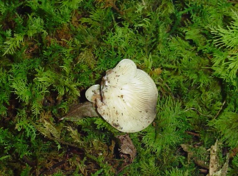 Crepidotus mollis