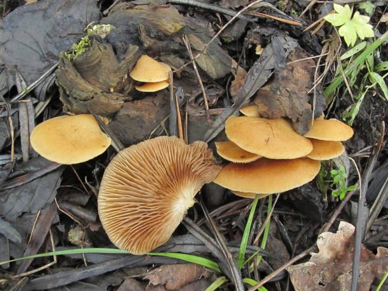 Crepidotus mollis