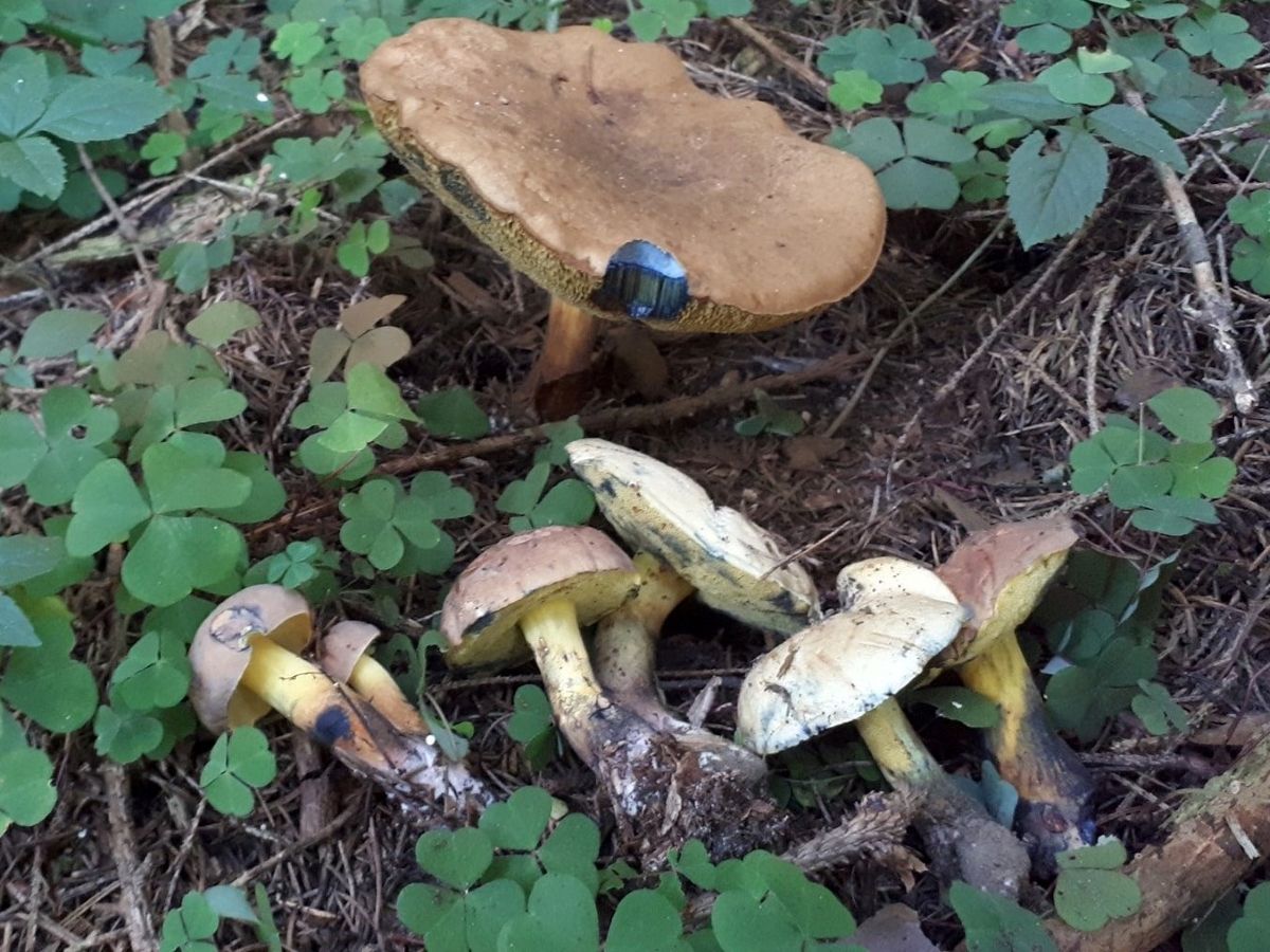 Cyanoboletus pulverulentus