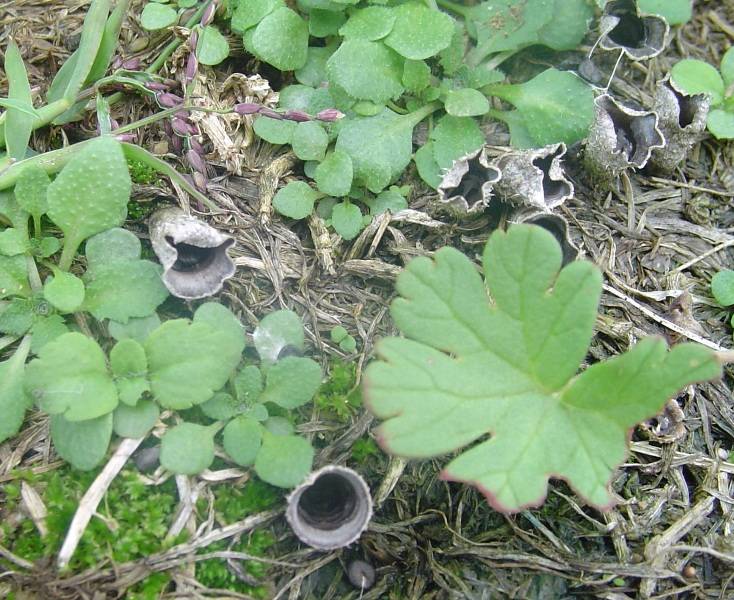 Cyathus olla