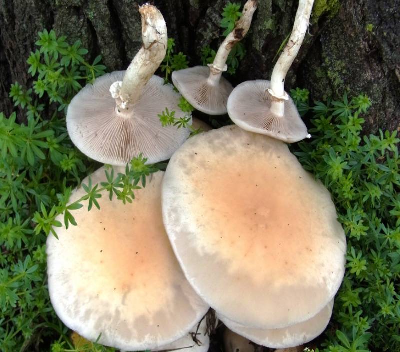 Cyclocybe cylindracea