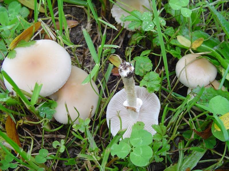 Cyclocybe erebia