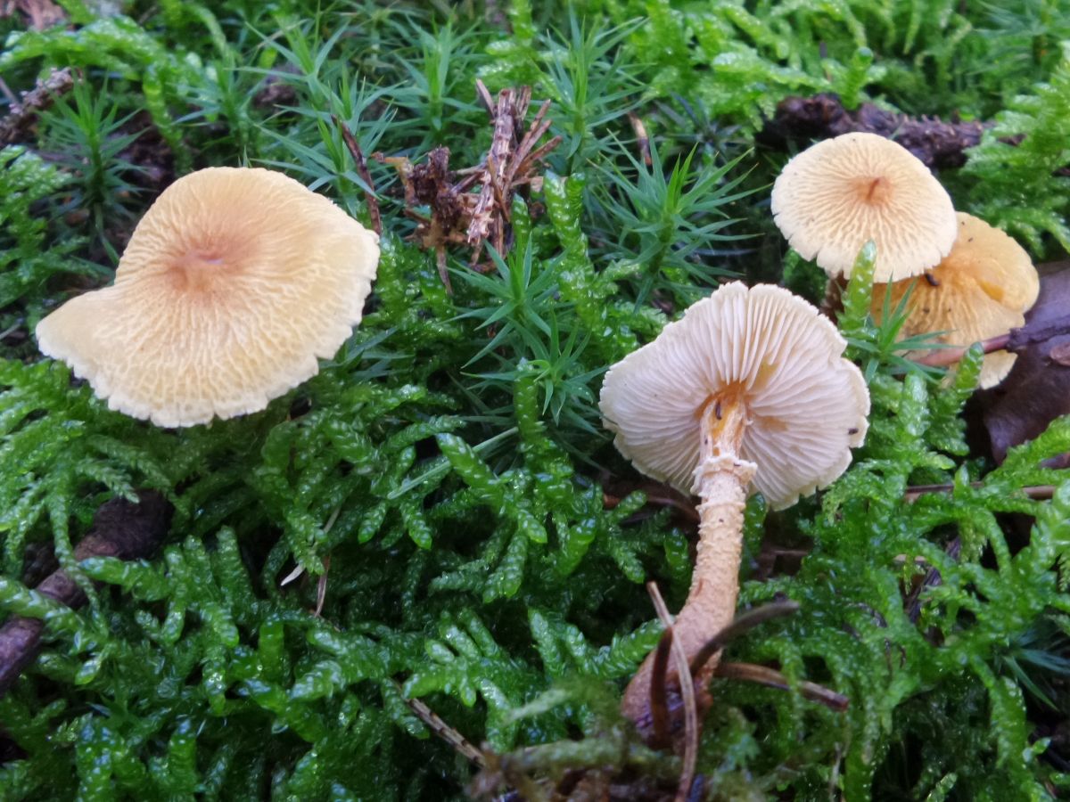 Cystoderma amianthinum