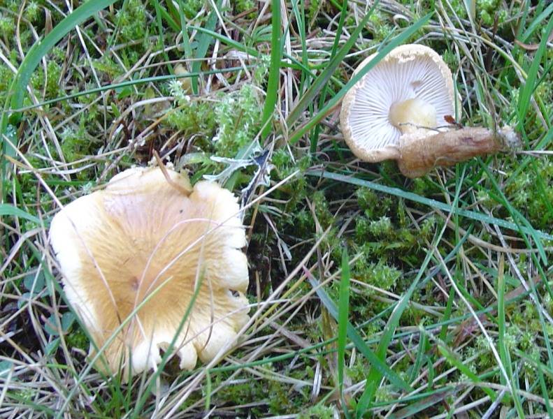 Cystoderma amianthinum