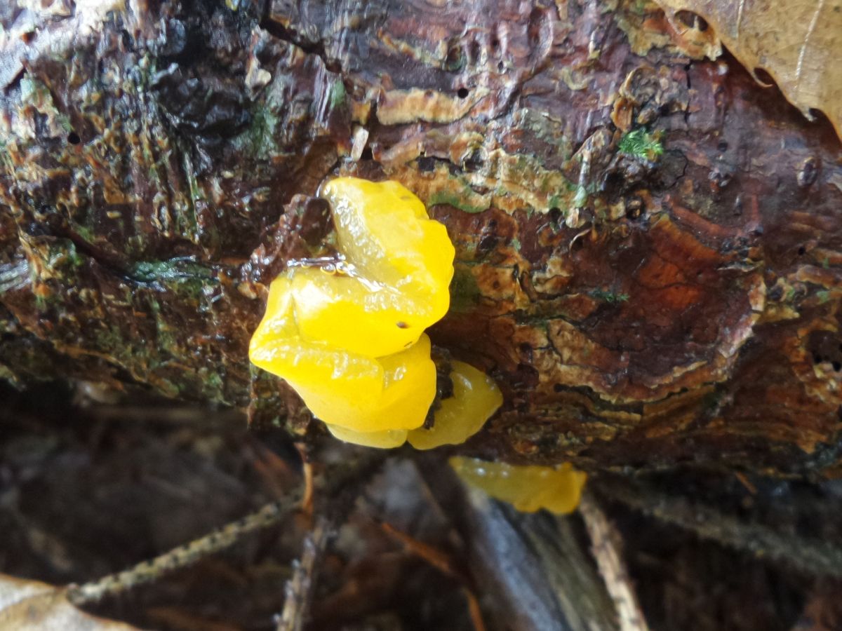 Dacrymyces chrysospermus