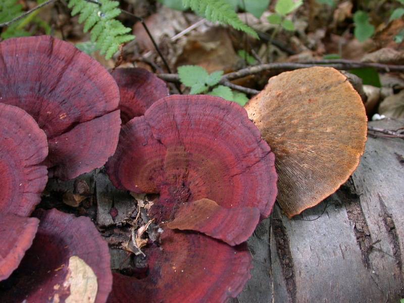 Daedaleopsis tricolor