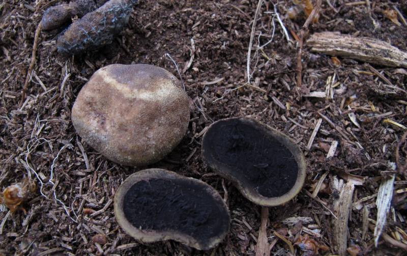 Elaphomyces granulatus