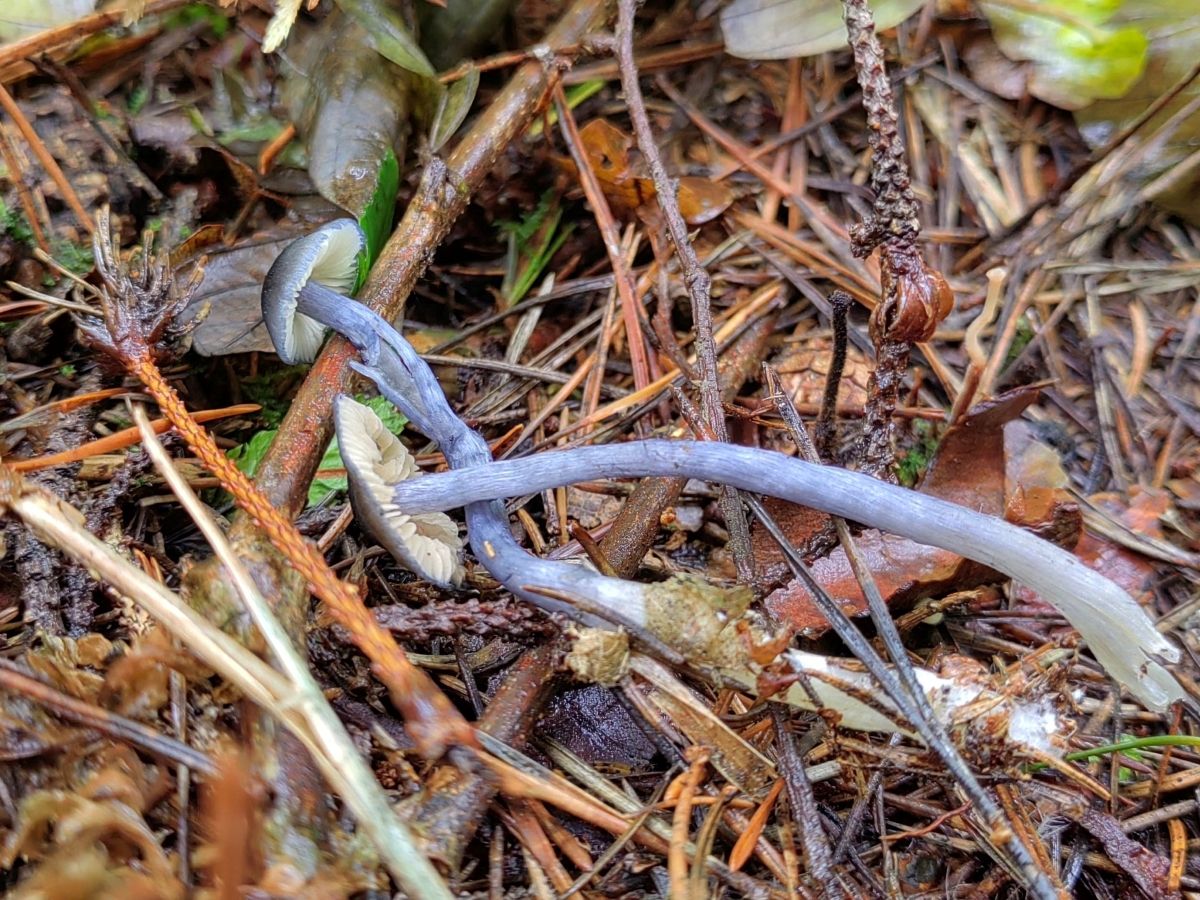 Entocybe nitida