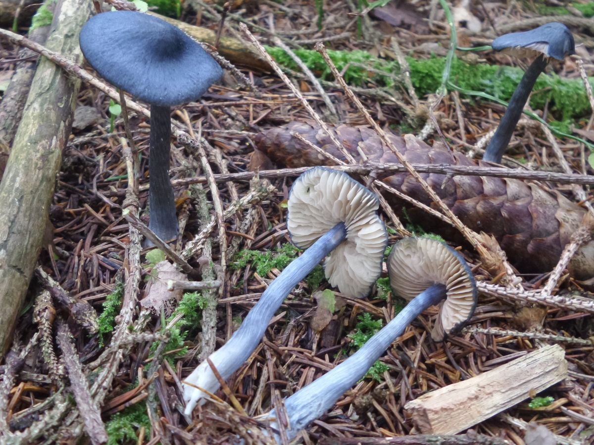 Entocybe nitida