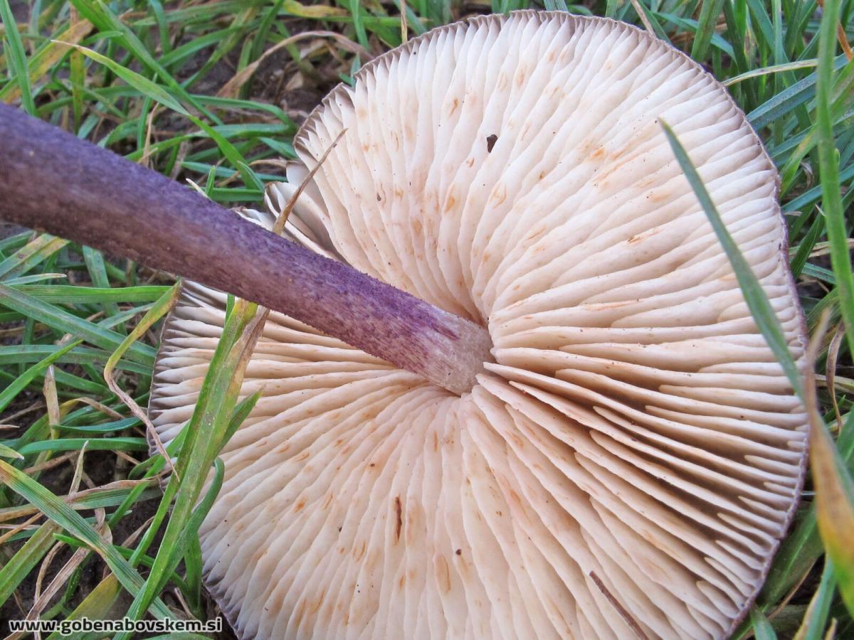 Entoloma allochroum