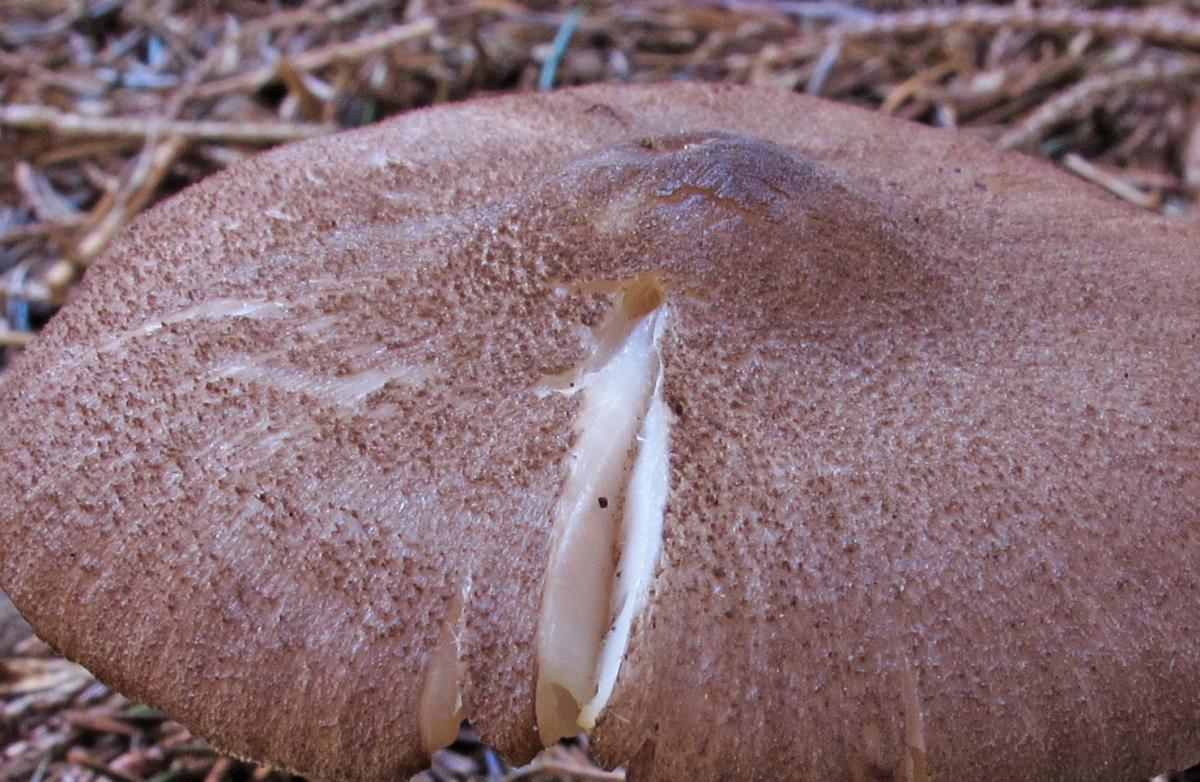 Entoloma allochroum