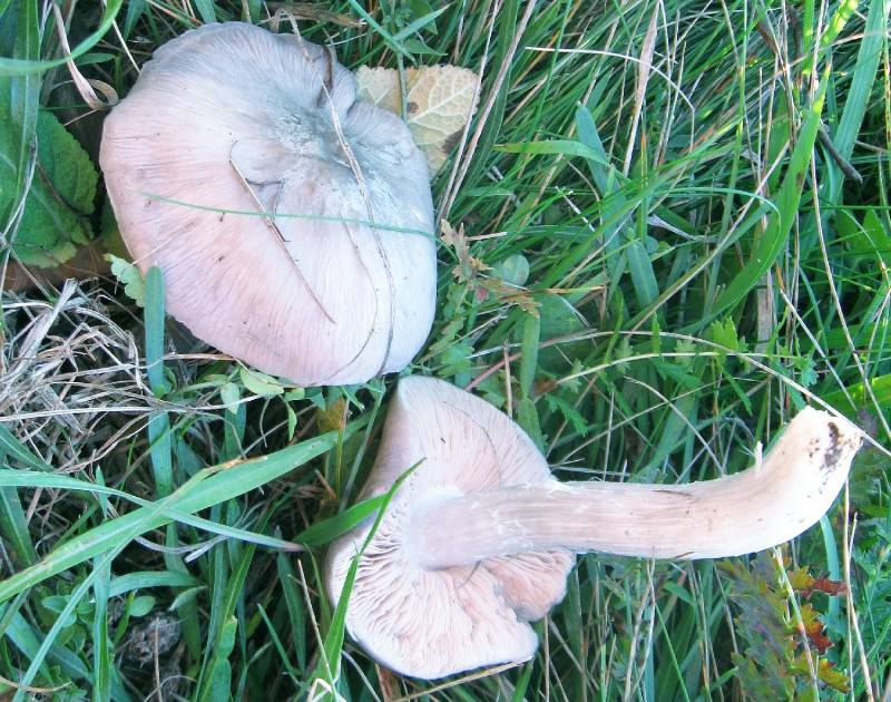 Entoloma bloxamii