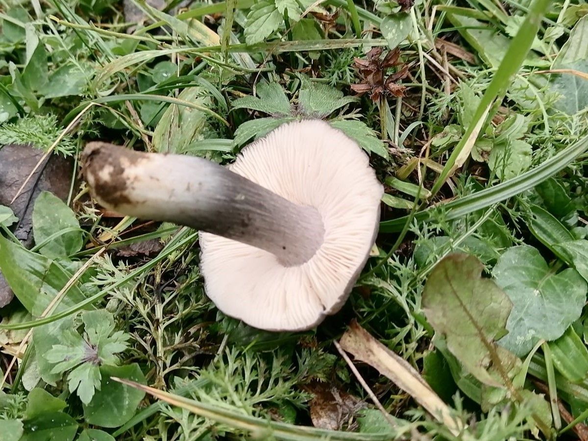 Entoloma bloxamii