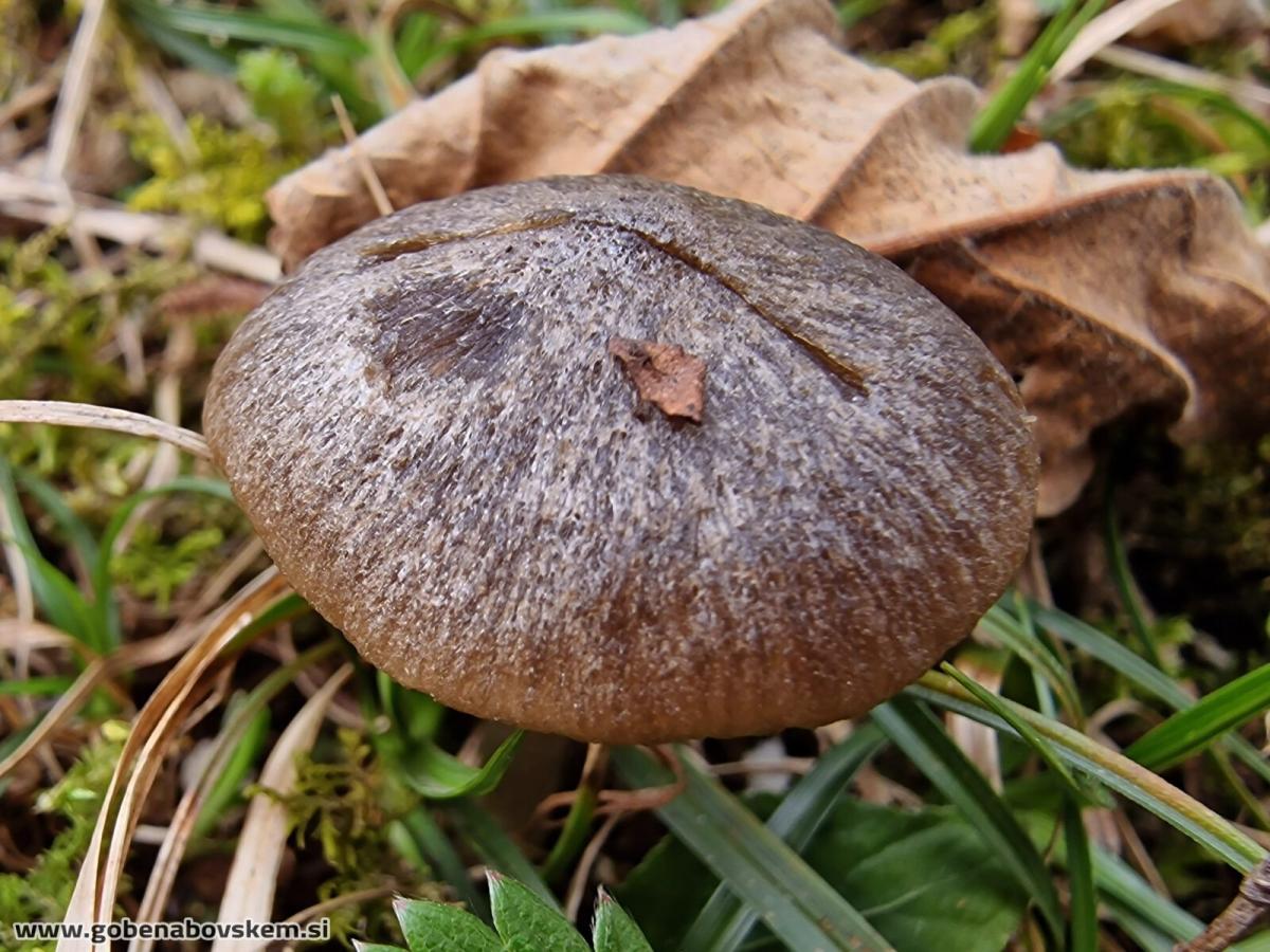 Entoloma plebeioides