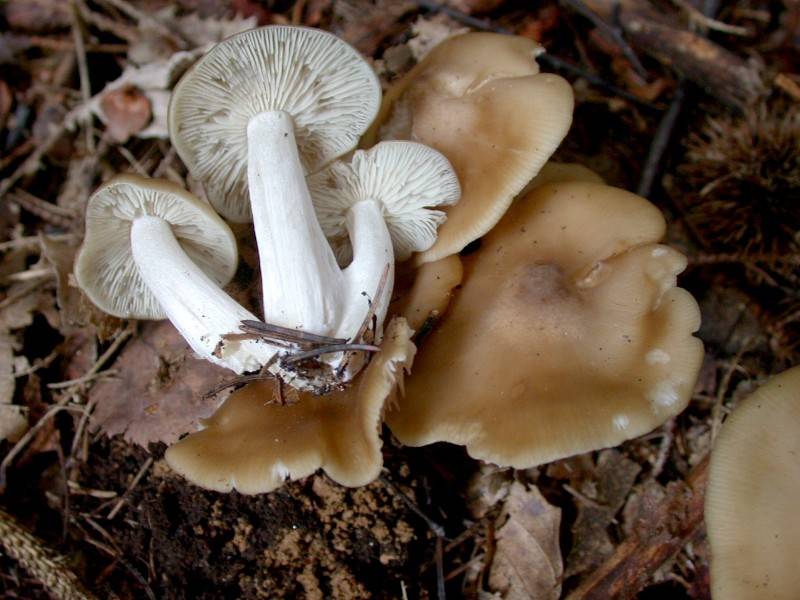 Entoloma rhodopolium