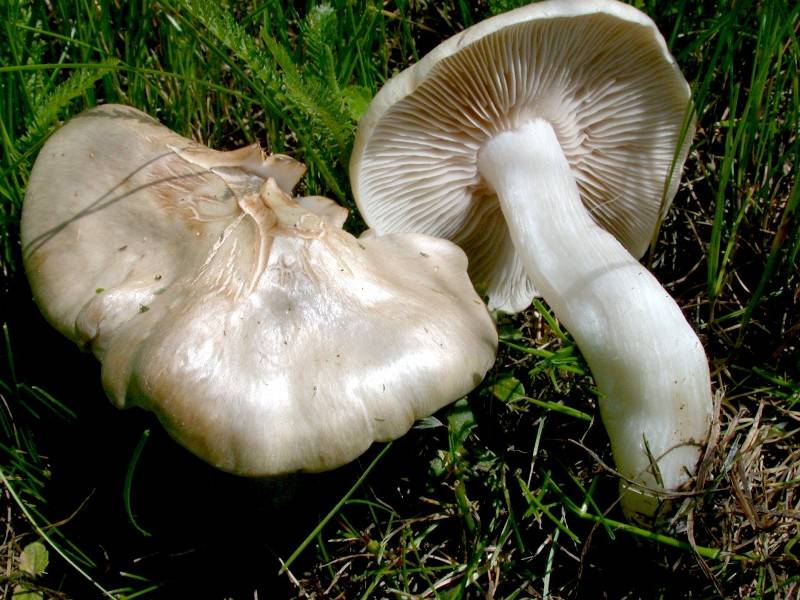 Entoloma sepium