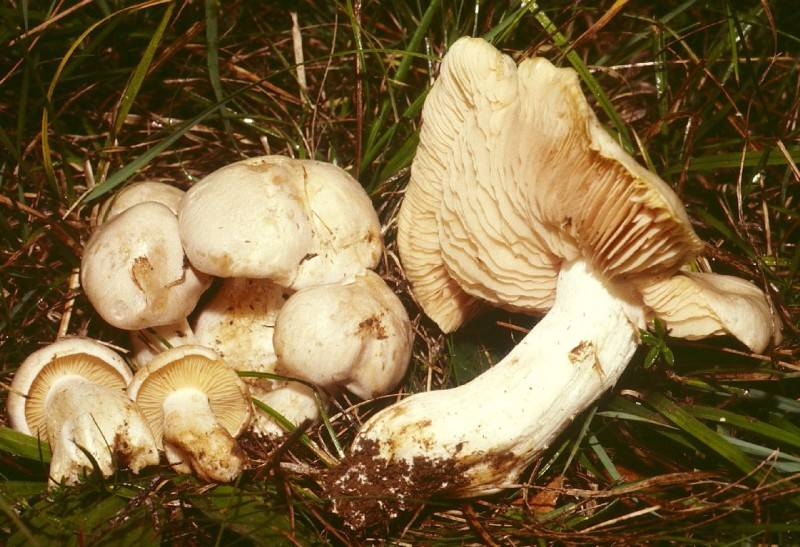 Entoloma sinuatum