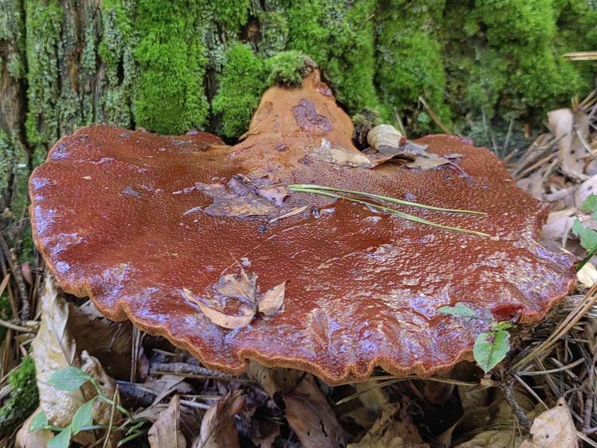 Fistulina hepatica