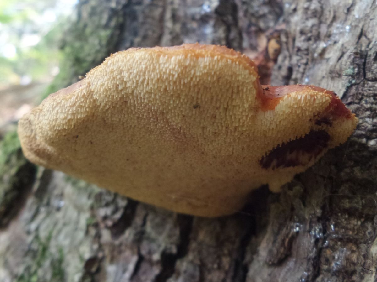 Fistulina hepatica