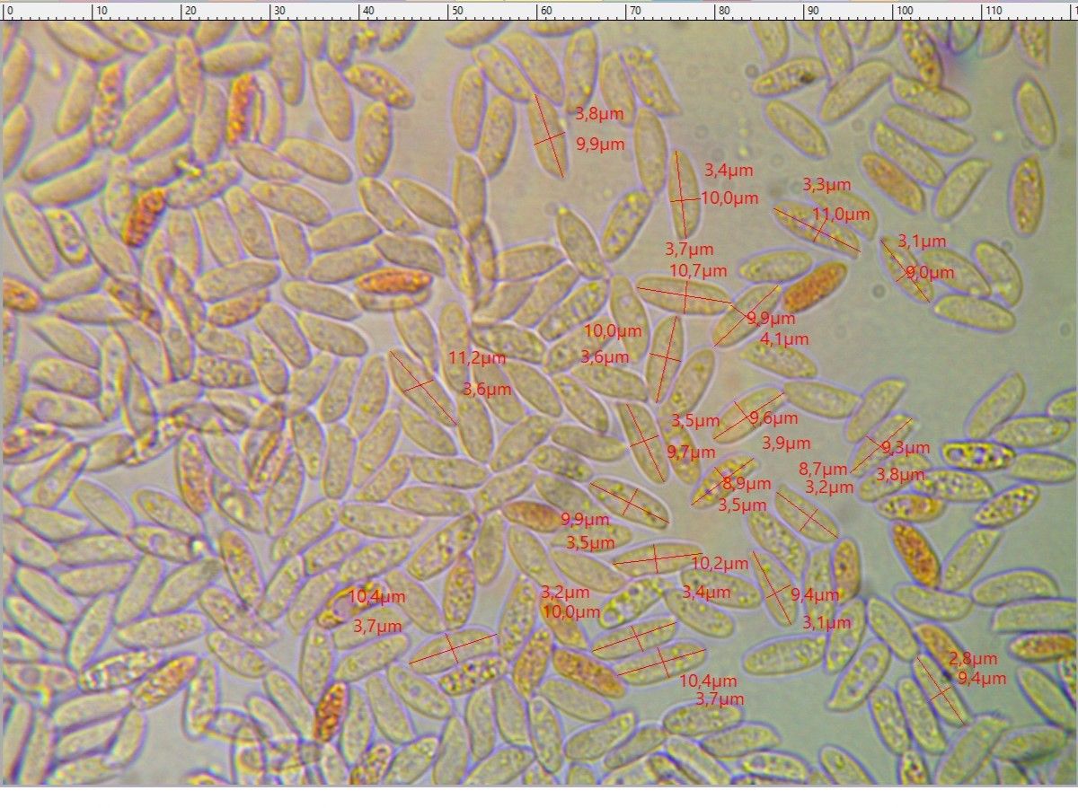 Flammulina elastica