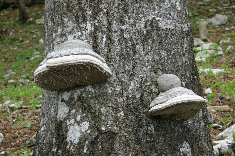 Fomes fomentarius