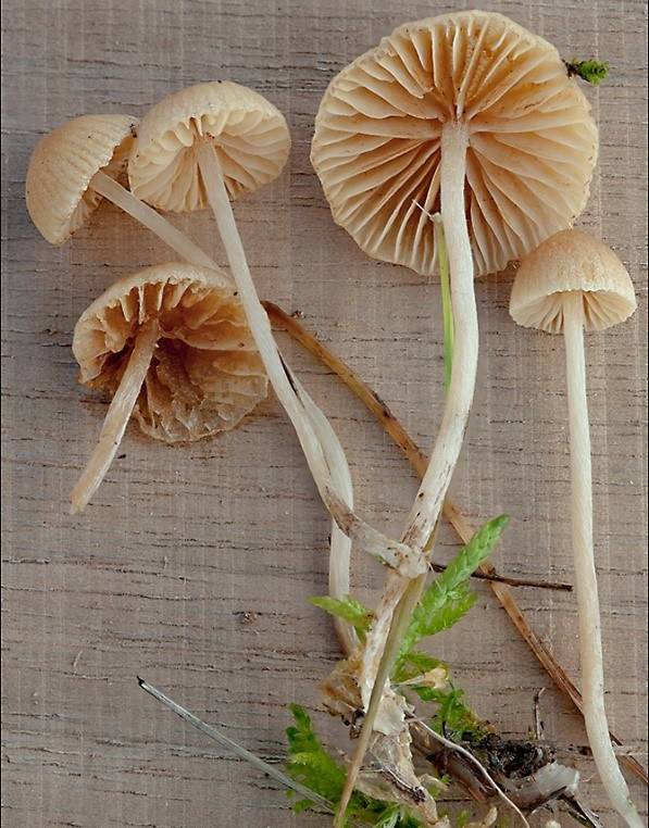 Galerina graminea