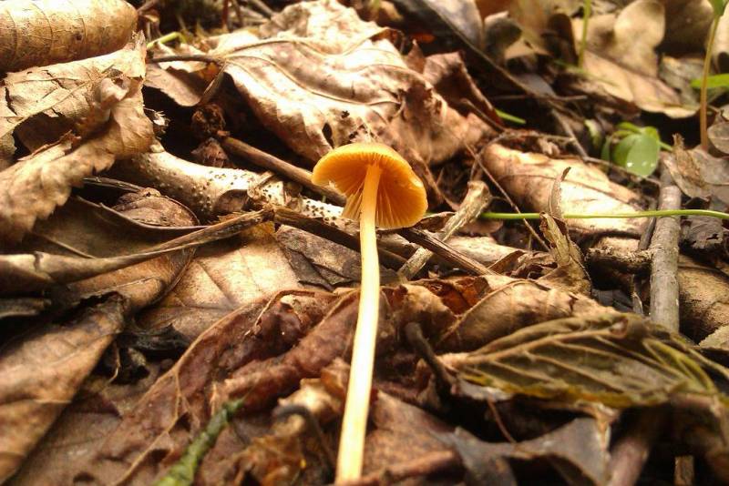 Galerina heterocystis