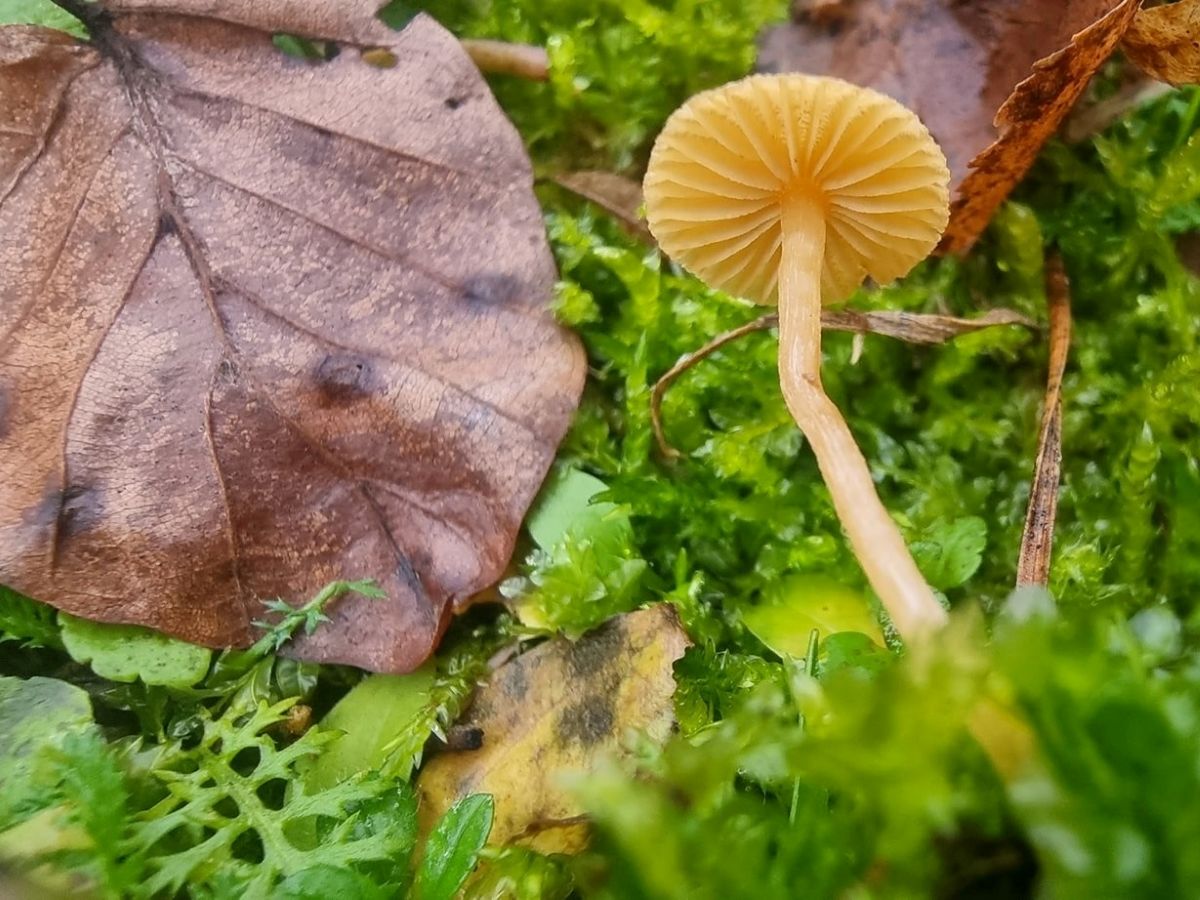 Galerina nana