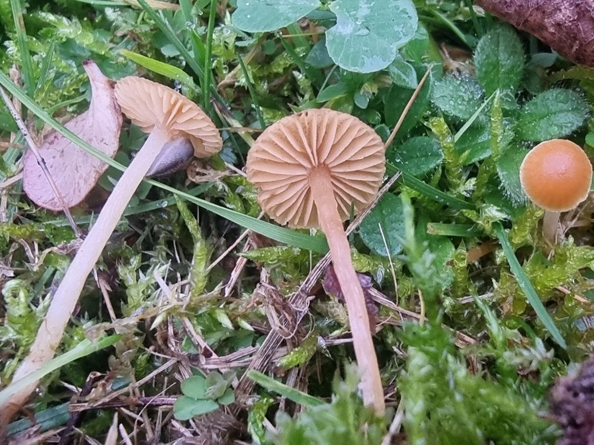 Galerina nana