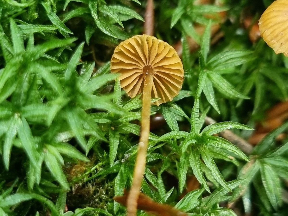 Galerina nana