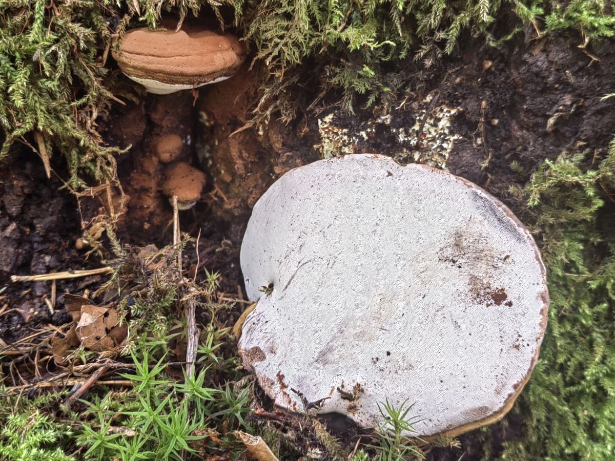 Ganoderma applanatum