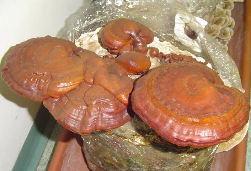 Ganoderma lucidum