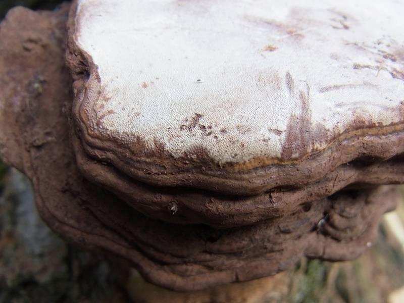 Ganoderma pfeifferi