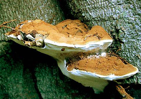 Ganoderma pfeifferi