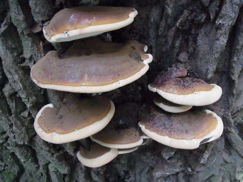 Ganoderma resinaceum